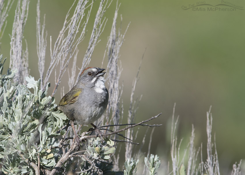 Green-tailed Towhee singing on sagebrush, Wasatch Mountains, Morgan County, Utah