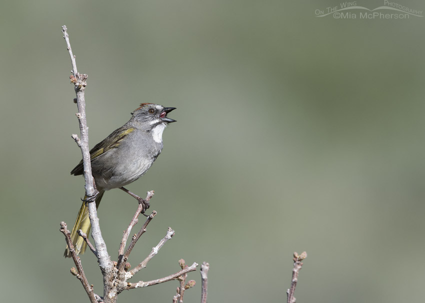 Male Green-tailed Towhee singing his heart out