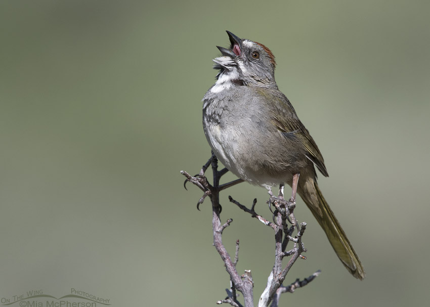 Male singing Green-tailed Towhee