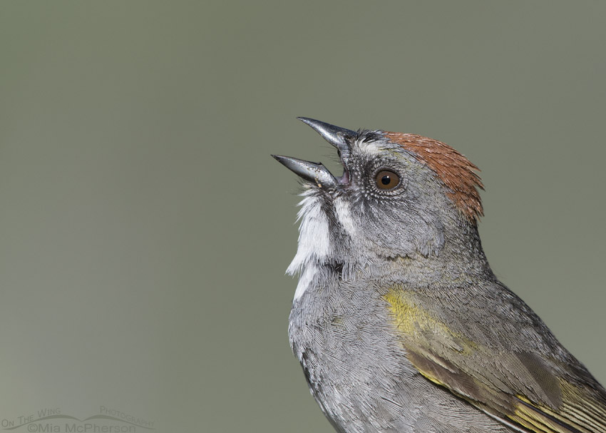 Singing Green-tailed Towhee portrait, Wasatch Mountains, Morgan County, Utah