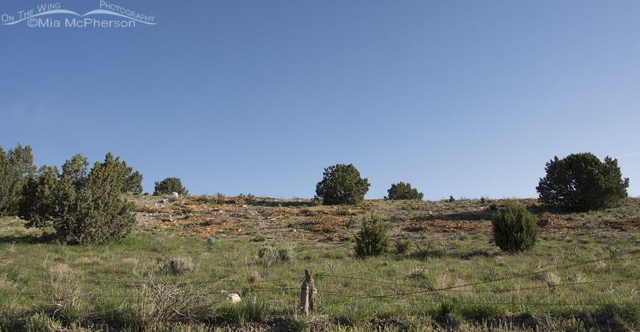 Hillside stripped of more than 50% of its junipers