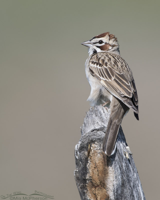 Perched adult Lark Sparrow in Box Elder County