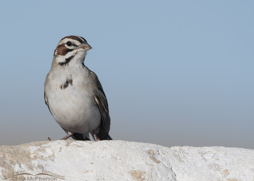 Lark Sparrow against a blue sky