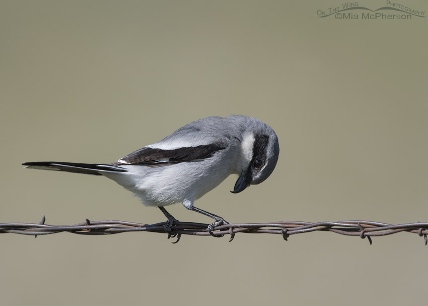 Loggerhead Shrike perched on barbed wire
