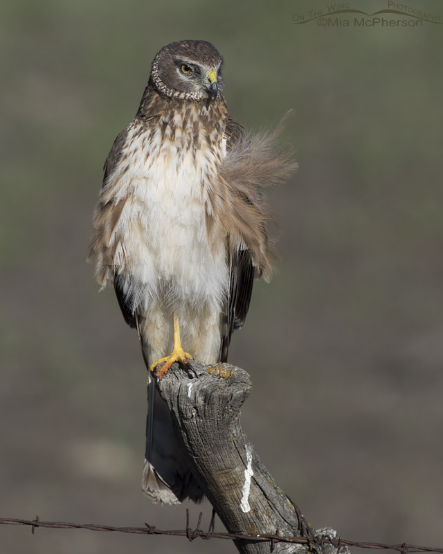 Close up of a first Spring male Northern Harrier