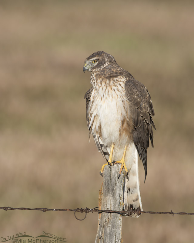 Northern Harrier at the end of May 2016