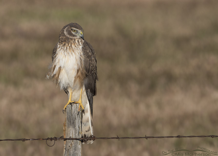 Male Northern Harrier in his first Spring