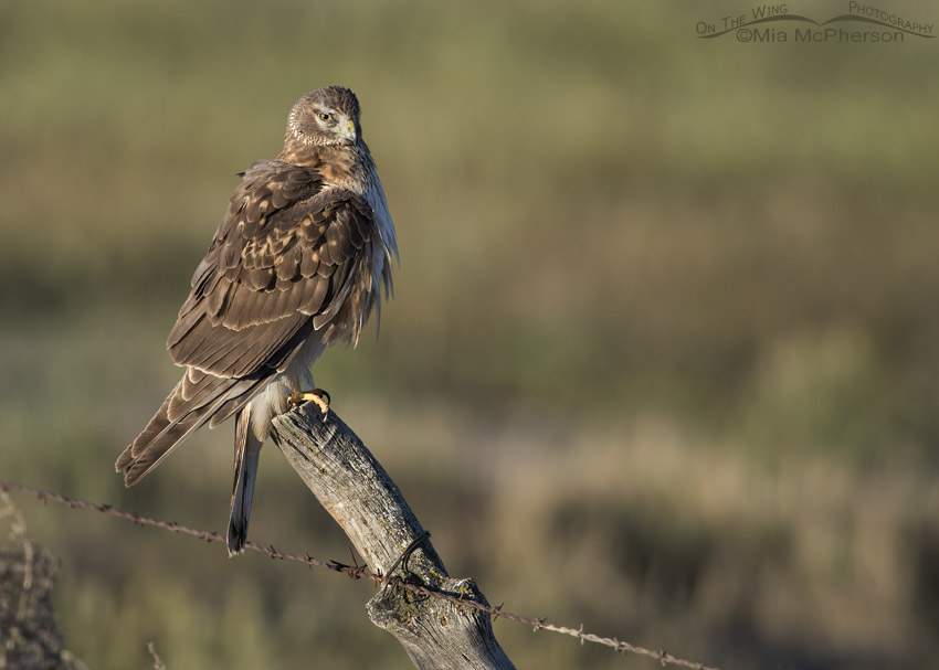 Preening first Spring male Northern Harrier