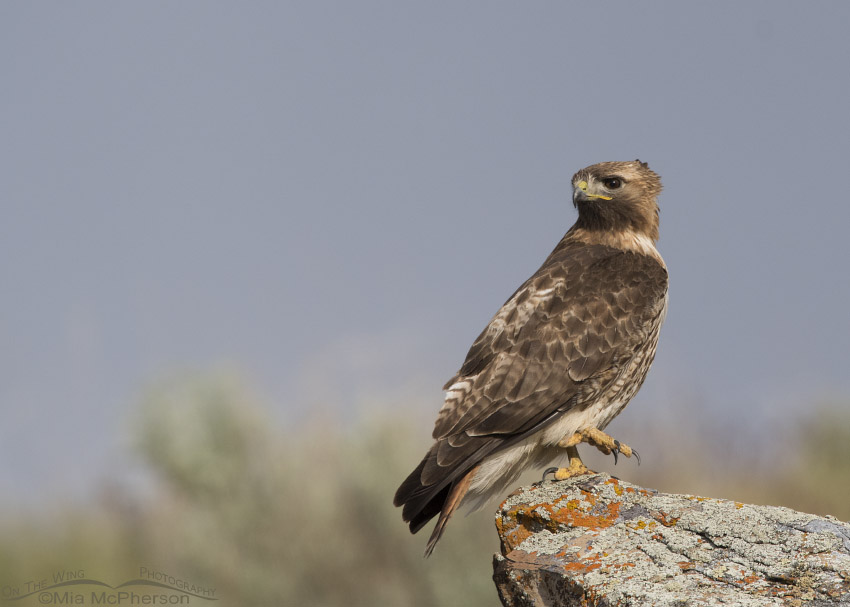 Male Red-tailed Hawk on a lichen covered perch on a windy day