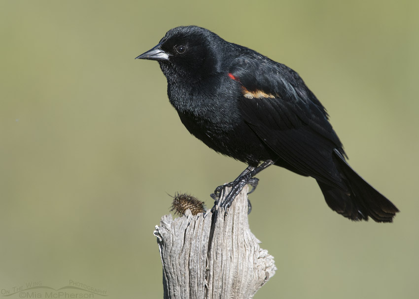 Red-winged Blackbird, Cocklebur and a fence post