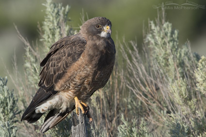 Morning light on a Swainson's Hawk