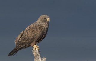 Dark morph Swainson’s Hawk with shadowed mountains in the background
