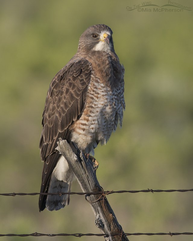 Glaring Swainson's Hawk
