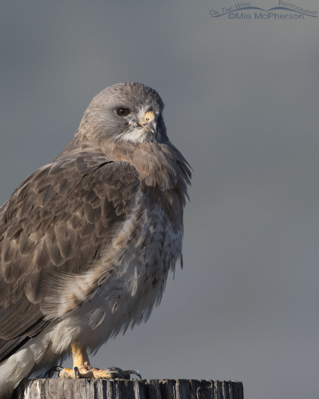 Close up view of an adult light morph Swainson's Hawk