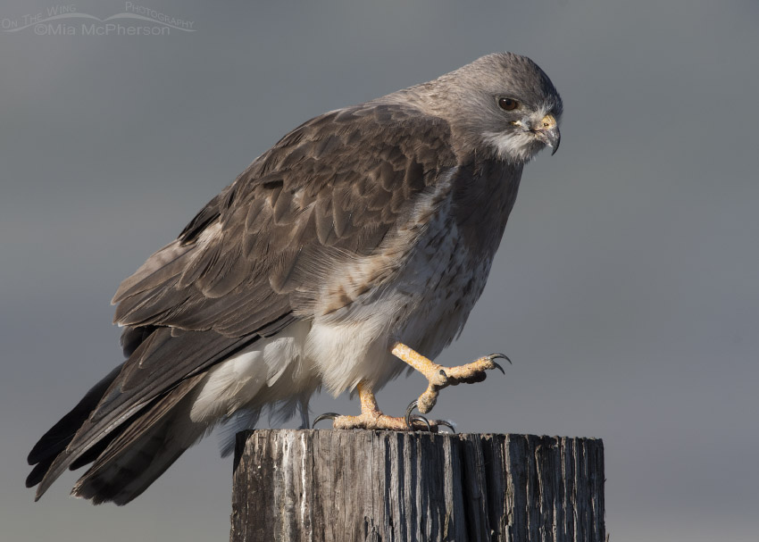Light morph Swainson's Hawk adult about to scratch