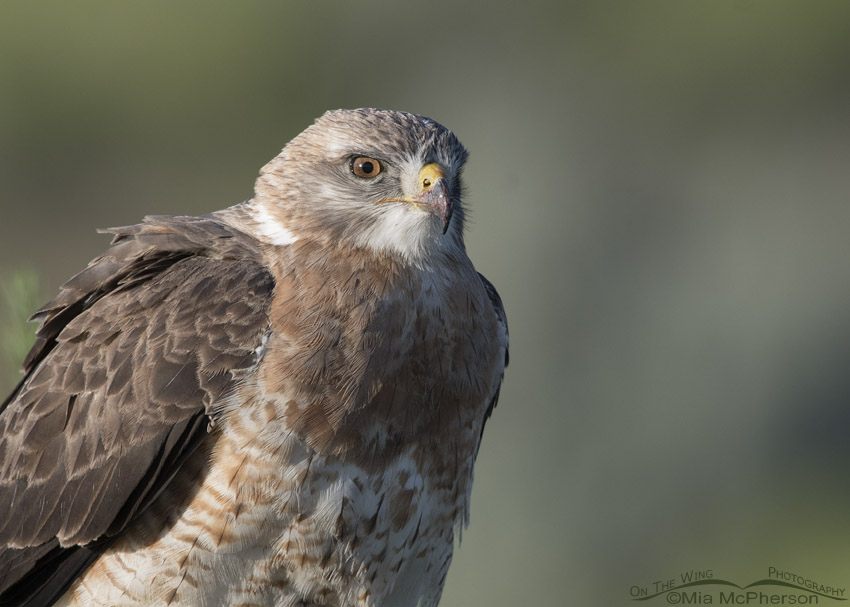 Close up of a sub-adult light morph Swainson's Hawk