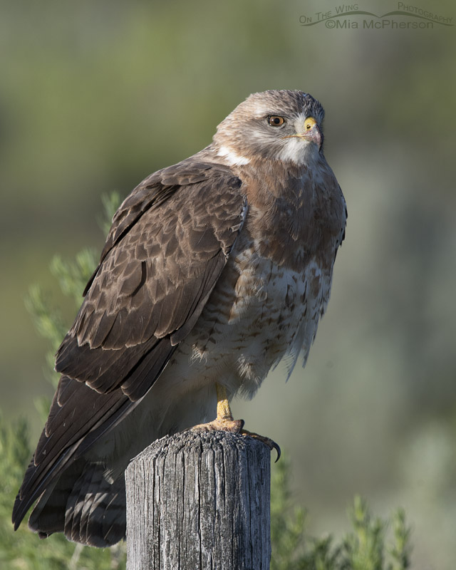Light morph sub-adult Swainson's Hawk on a post