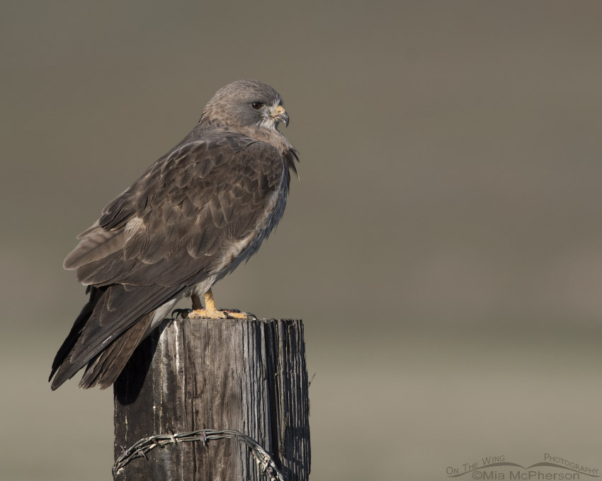Light morph Swainson's Hawk perched on a square post