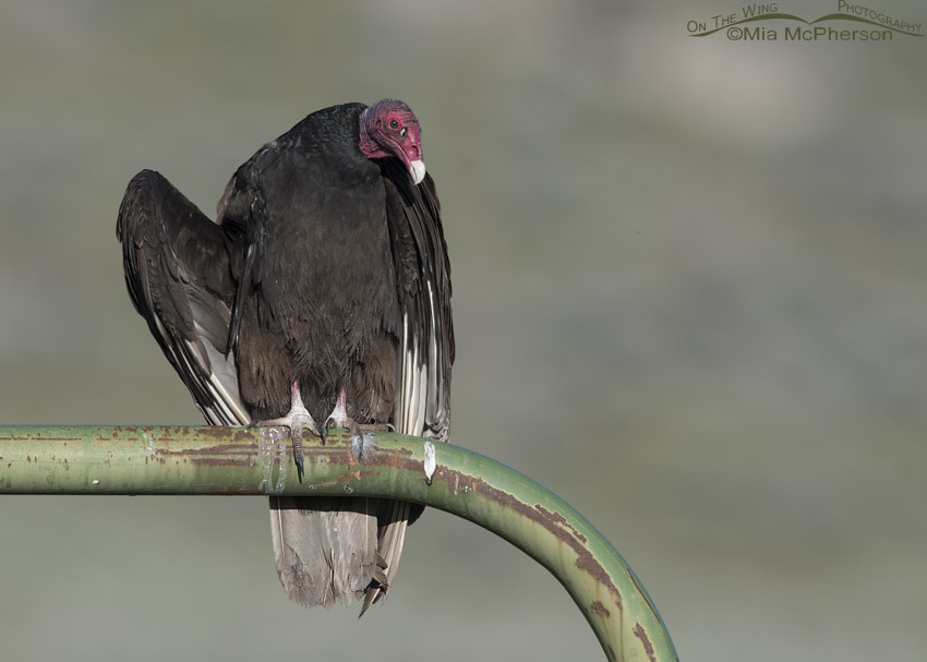 Turkey Vulture on the corner of a green gate
