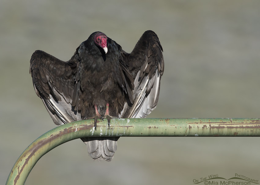Turkey Vulture thermoregulating on the corner of a green gate