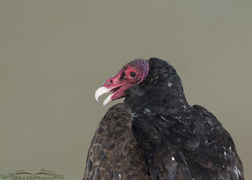 Close up of a Turkey Vulture with its bill open