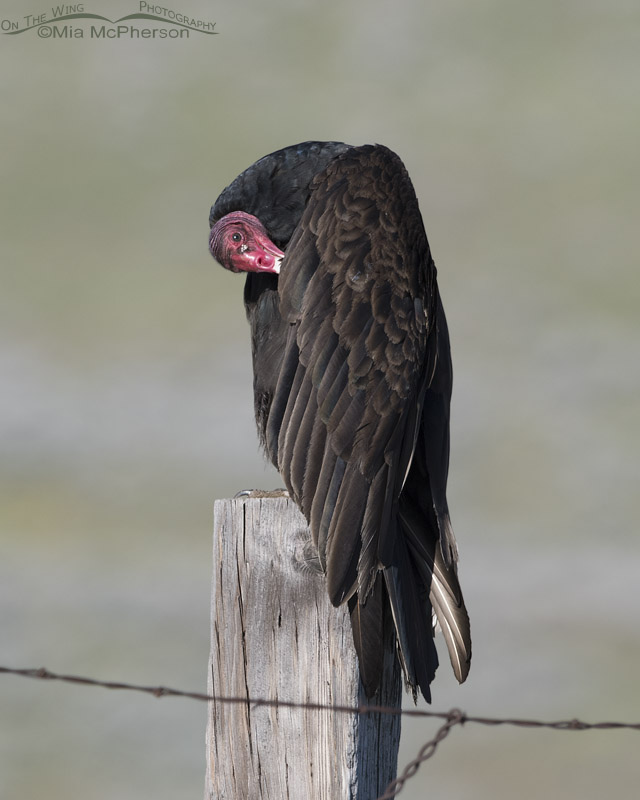 Adult Turkey Vulture preening in Box Elder County