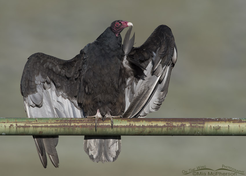 Turkey Vulture preening a single feather