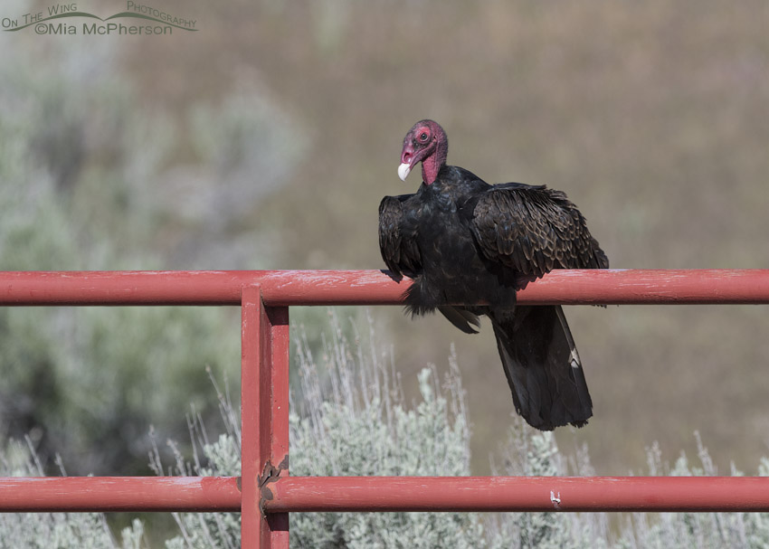 Turkey Vulture resting on a red gate