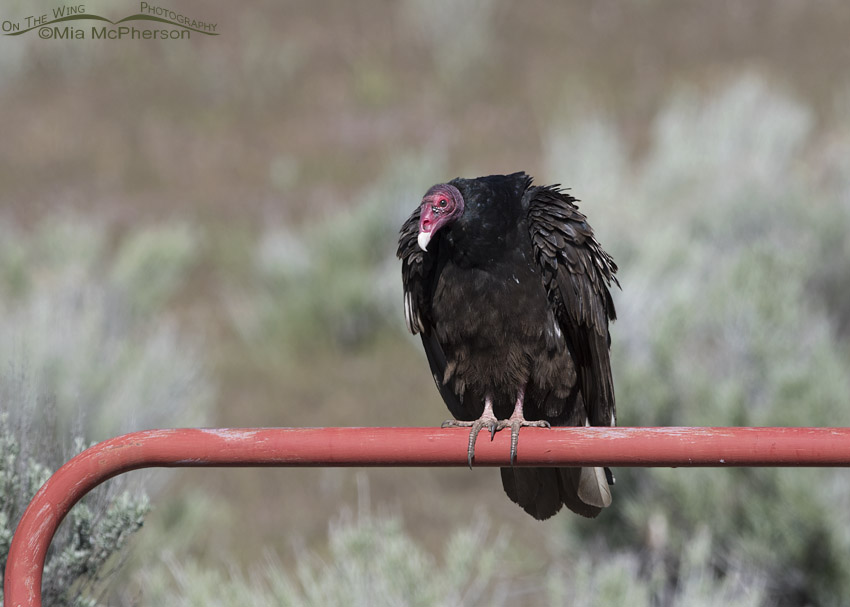 Turkey Vulture perched on a red ranch gate