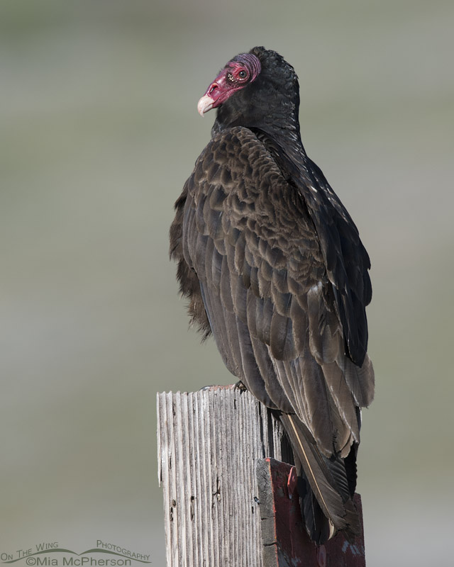 Regal looking Turkey Vulture