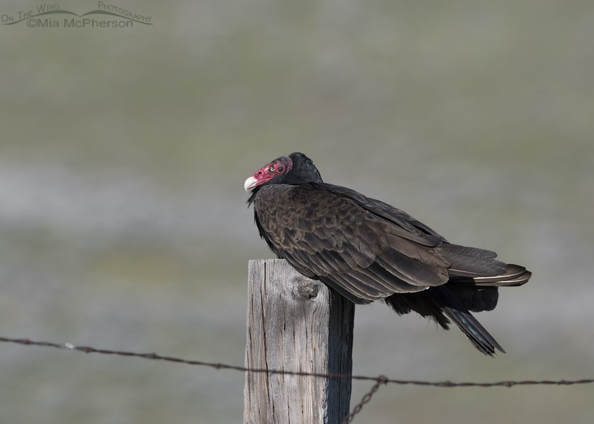 Turkey Vulture resting on a large fence post