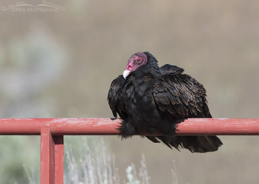 Resting Turkey Vulture and a red gate