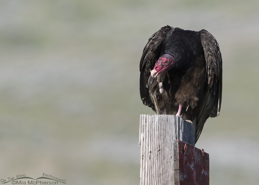 Turkey Vulture scratching its chin