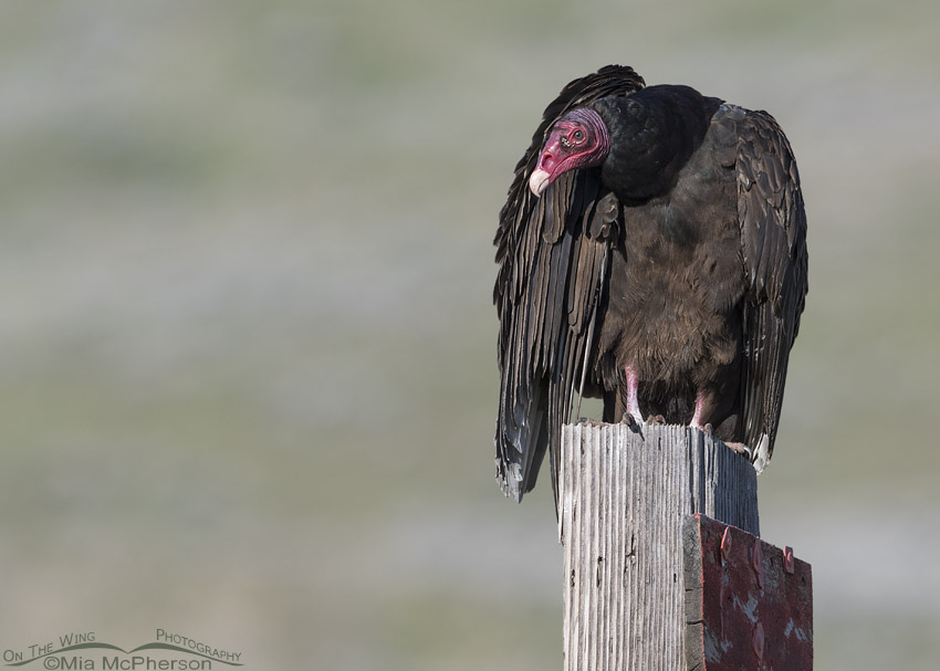 Hunched over Turkey Vulture