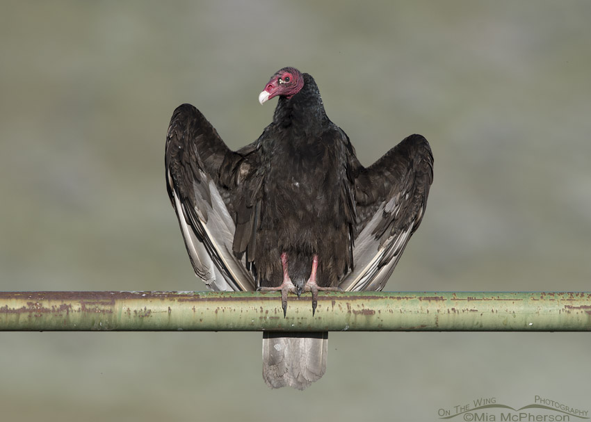 Thermoregulating Turkey Vulture on a green gate