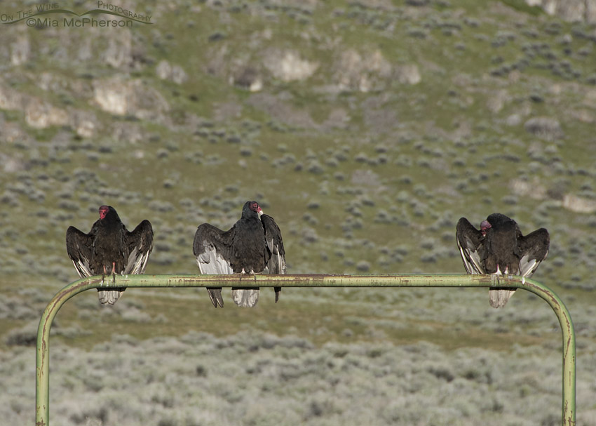 Three thermoregulating Turkey Vultures on a green gate