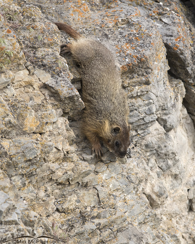 Yellow-bellied Marmot pup climbing down a rock face