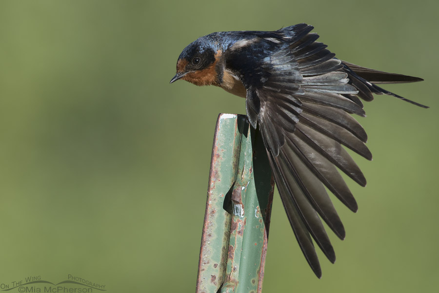 Stretching Barn Swallow adult