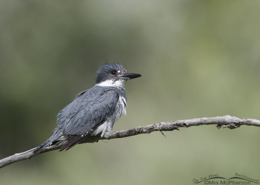 Male Belted Kingfisher perched on a thin branch