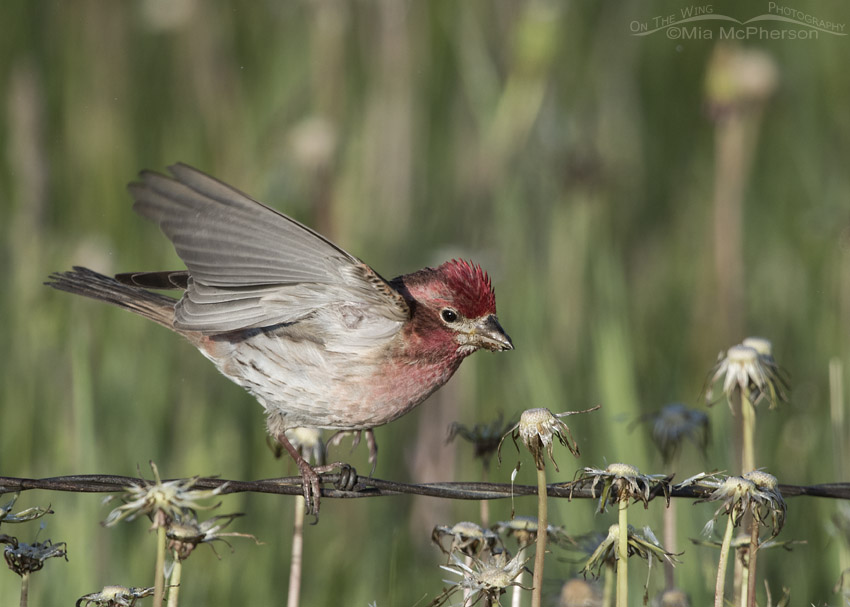 Male Cassin's Finch foraging for Dandelion seeds