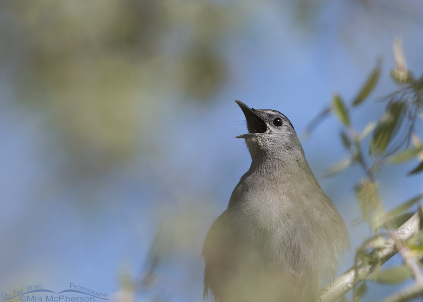 Gray Catbird singing in a stand of willows