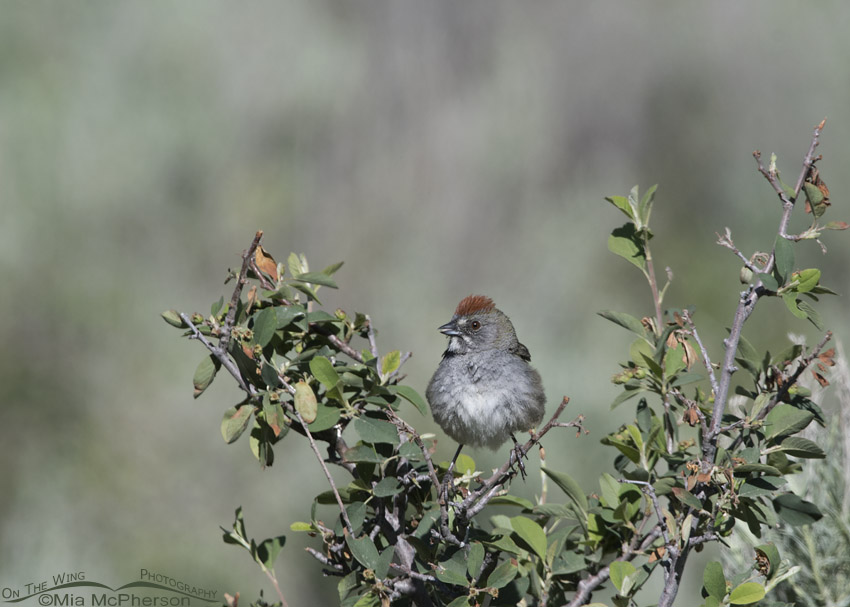 Green-tailed Towhee small in the frame