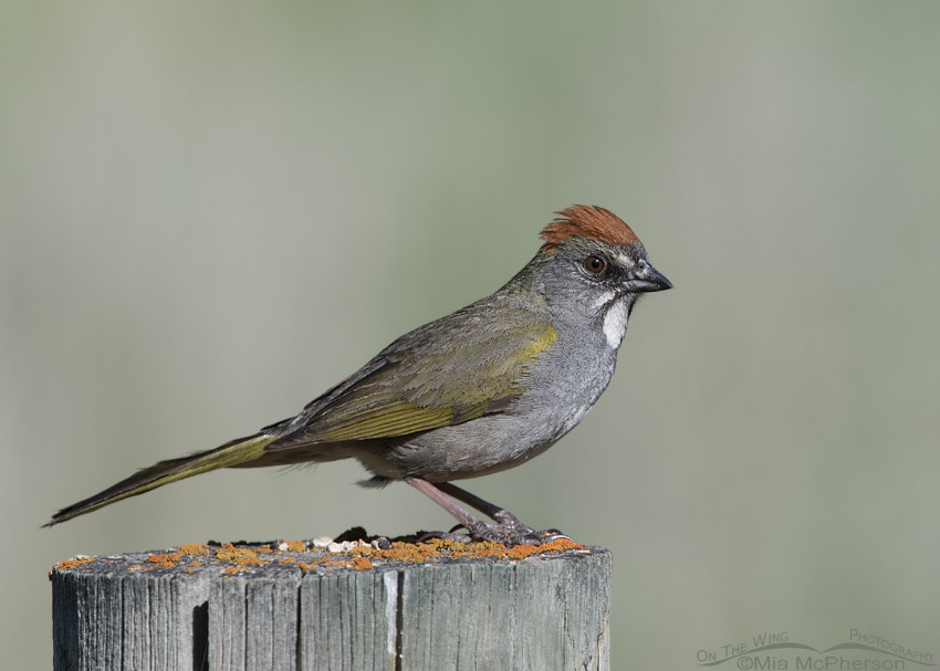 Green-tailed Towhee on a lichen topped fence post