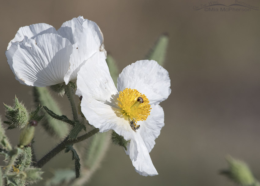 Prickly Poppies with a small bee