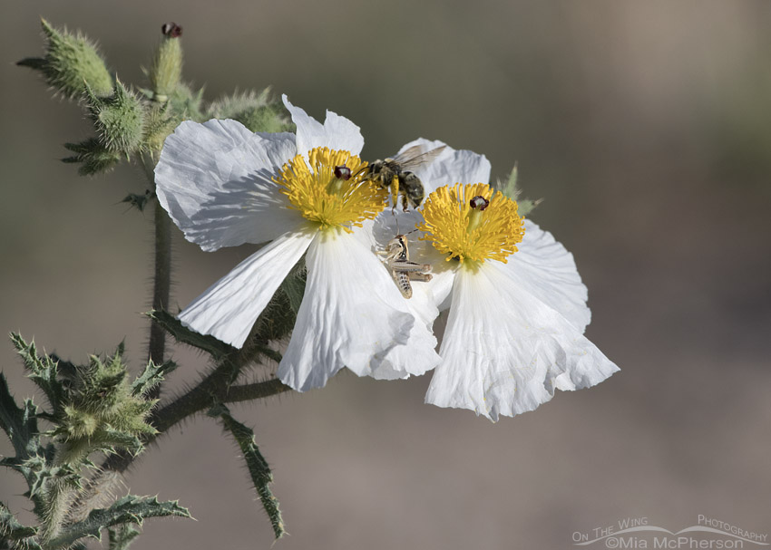 Prickly Poppies with a grasshopper and a bumblebee