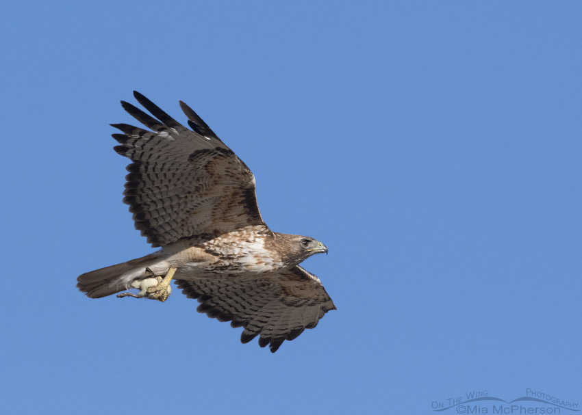 Adult Red-tailed Hawk flying in with a duckling