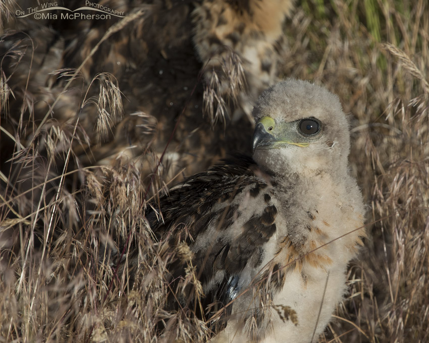 Red-tailed Hawk chick in grasses