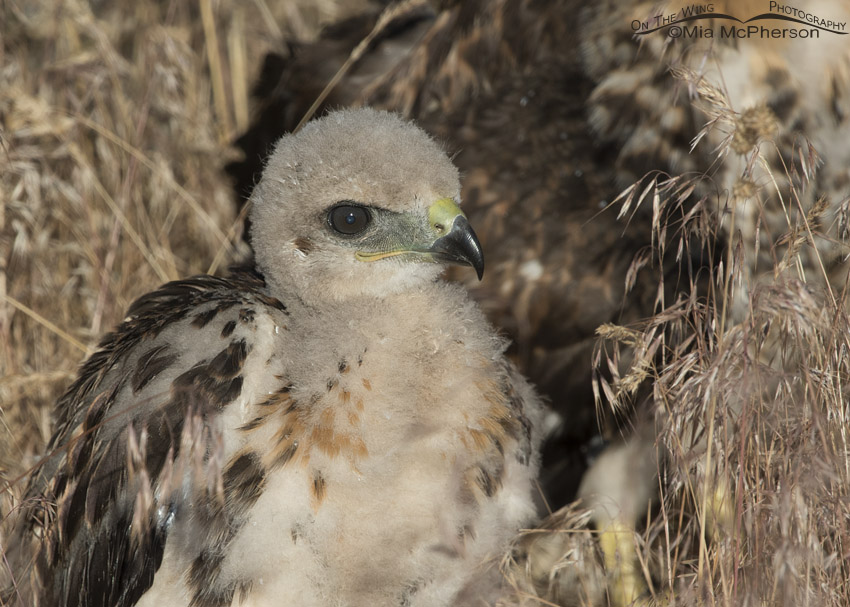 Red-tailed Hawk chick on the ground