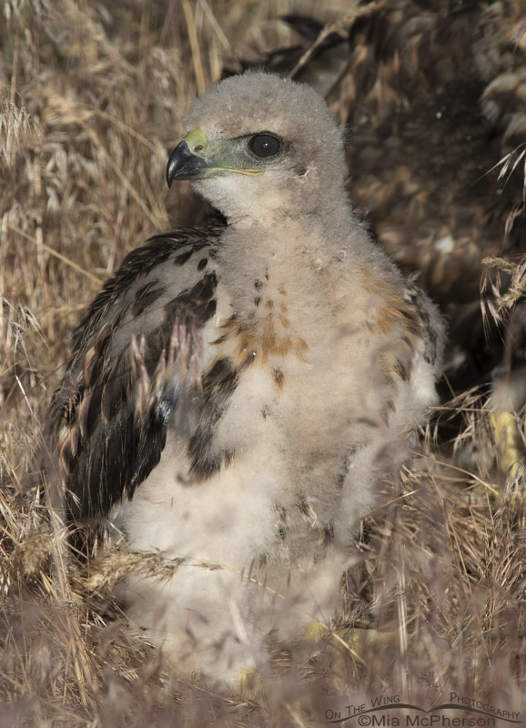 Young Red-tailed Hawk chick whose nest was destroyed by wind