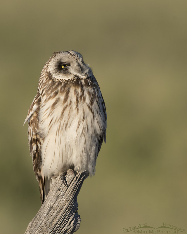 Adult male Short-eared Owl looking up